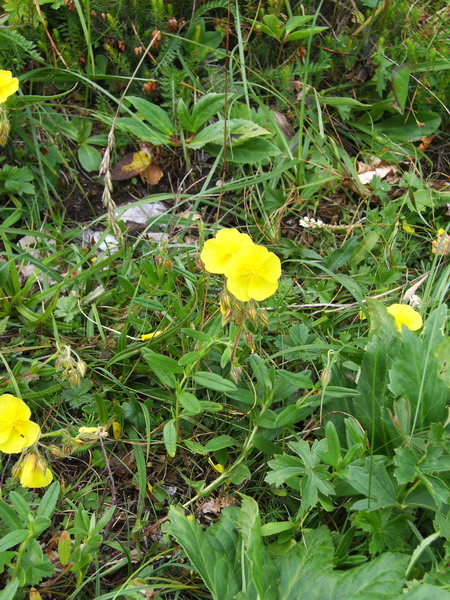 Fiori gialli - Helianthemum sp.